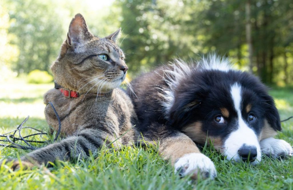 Pet